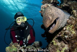 big moray eels are common around hurghada by Goran Butajla 